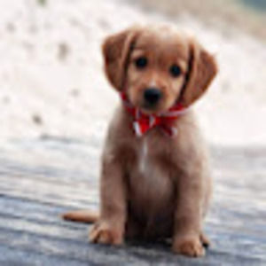 Meet your Posher, Peyton